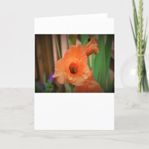 Gladioli, Karte