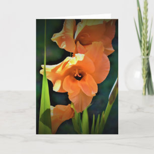 Gladioli, Karte