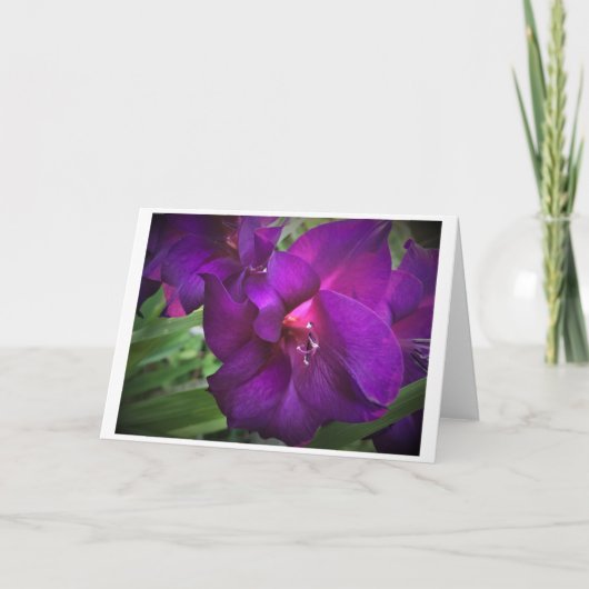 Gladioli, Karte (Vorderseite)