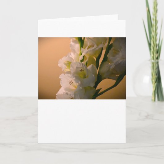 Gladioli, Karte (Vorderseite)