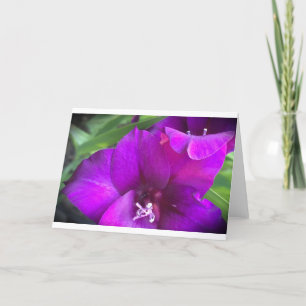 Gladioli, Karte
