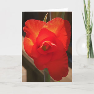 Gladioli, Karte