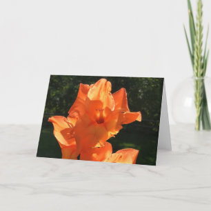 Gladioli, Karte