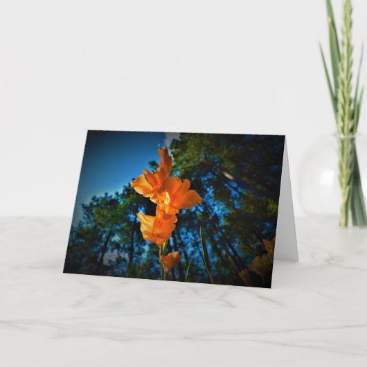 Gladioli, Karte (Vorderseite)