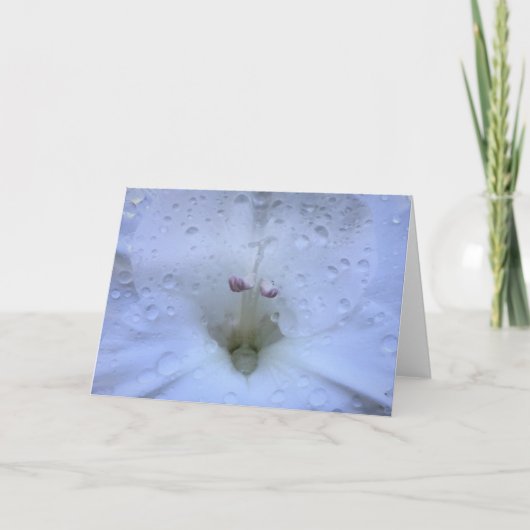 Gladioli, Karte (Vorderseite)