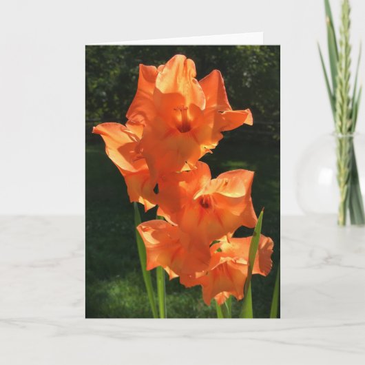 Gladioli, Karte (Vorderseite)