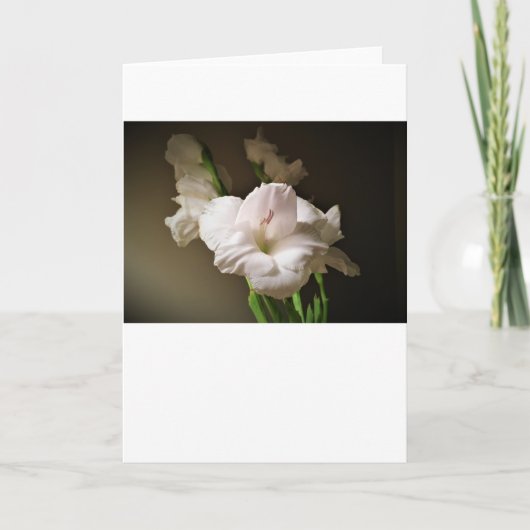 Gladioli, Karte (Vorderseite)