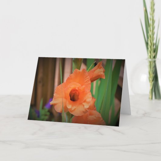 Gladioli, Karte (Vorderseite)