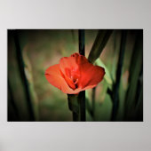 Gladioli Poster (Vorne)