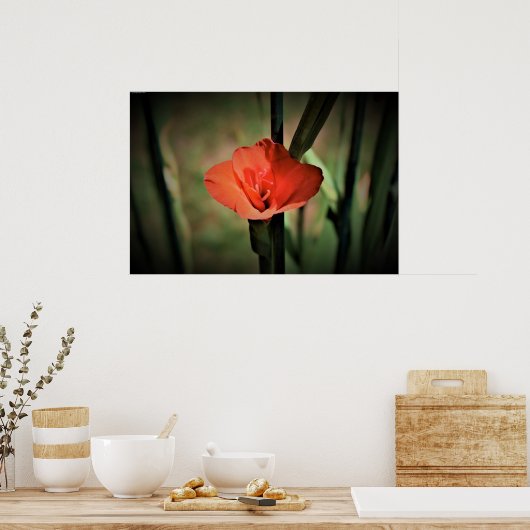 Gladioli Poster (Küche)