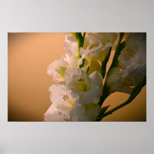 Gladioli Poster