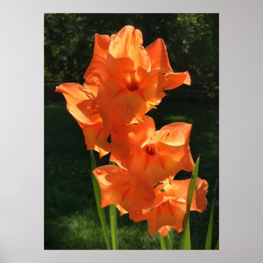 Gladioli Poster (Vorne)
