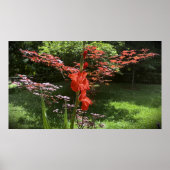 Gladioli Poster (Vorne)