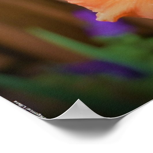 Gladioli Poster (Ecke)