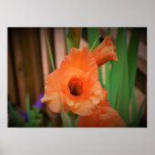Gladioli Poster (Vorne)