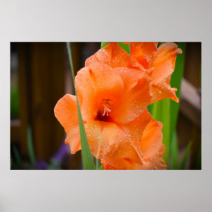 Gladioli Poster