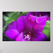 Gladioli Poster (Vorne)