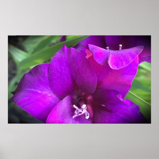 Gladioli Poster (Vorne)