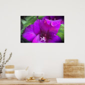 Gladioli Poster (Küche)