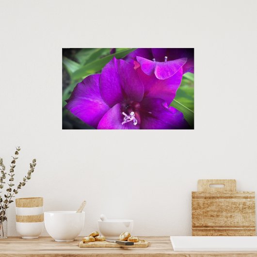 Gladioli Poster (Küche)