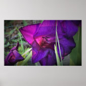 Gladioli Poster (Vorne)