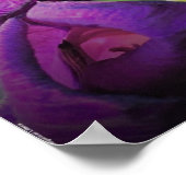 Gladioli Poster (Ecke)