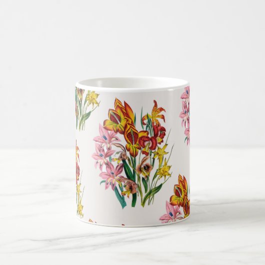 Gladioli Tasse (Mittel)