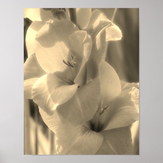 Gladiolus Blume Sepia Tint Nah Up Poster (Vorne)