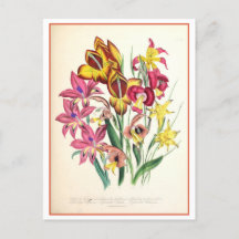 Gladiolus Botanische Illustration Vintag