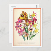 Gladiolus Botanische Illustration Vintag Postkarte (Vorne/Hinten)
