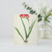 Gladiolus Cardinalis, aus `Les Liliacees', 1805 Postkarte (Stehend Vorderseite)