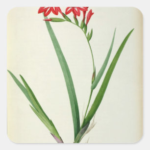 Gladiolus Cardinalis, aus `Les Liliacees', 1805 Quadratischer Aufkleber