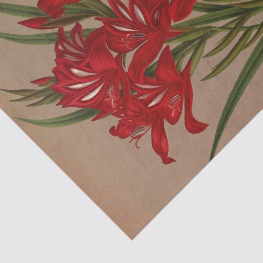 Gladiolus Cardinalis von Arentina Hendrica Arendse Seidenpapier (Ausschnitt)