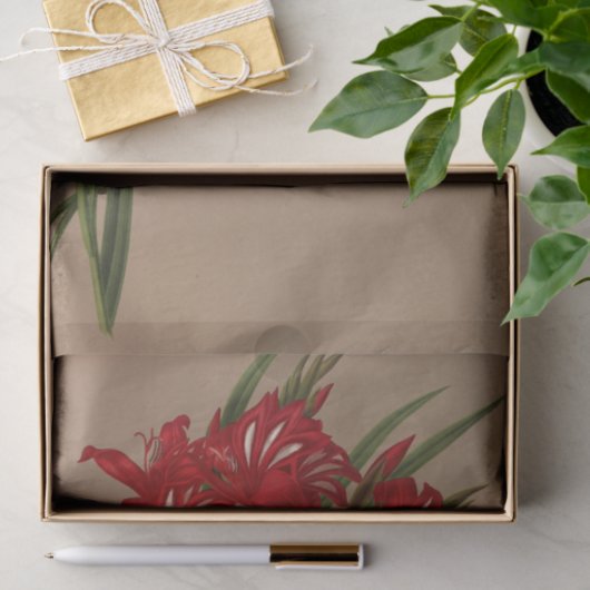 Gladiolus Cardinalis von Arentina Hendrica Arendse Seidenpapier (Geschenk)