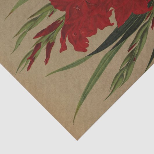 Gladiolus Gandavensis. Var. Brench Leyensis Seidenpapier (Ausschnitt)