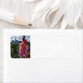 Gladiolus Garden (Insitu)