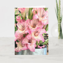 Gladiolus