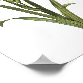 Gladiolus laccatus von Redouté Poster (Ecke)