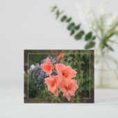 Gladiolus Postkarte (Stehend Vorderseite)