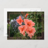 Gladiolus Postkarte (Vorne/Hinten)