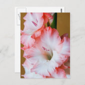 Gladiolus Postkarte (Vorne/Hinten)