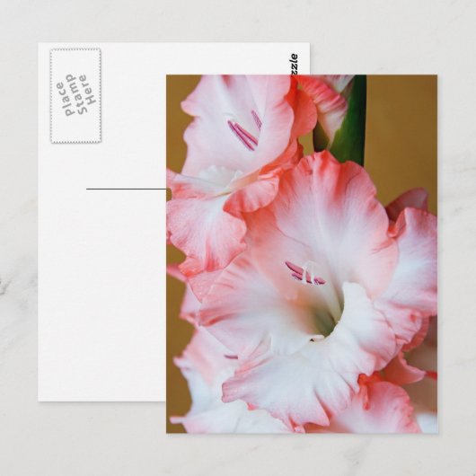 Gladiolus Postkarte (Vorne/Hinten)