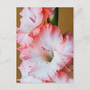 Gladiolus Postkarte