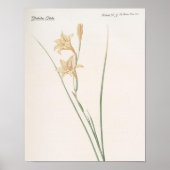 Gladiolus Tristis Poster (Vorne)