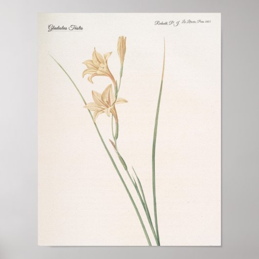 Gladiolus Tristis Poster (Vorne)