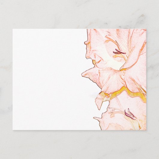 Gladiolusskizze Postkarte (Vorderseite)