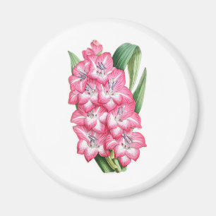 GladiolusUlysse Magnet