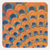 Glam Boho Orange Blue Peacock Feathers Quadratischer Aufkleber (Vorderseite)