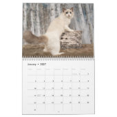 Glamour Ragdoll Kittens Kalender (Jan 2027)