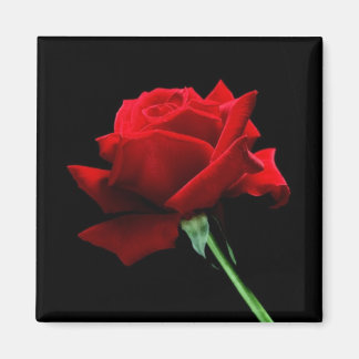Glamouröse Rose Magnet